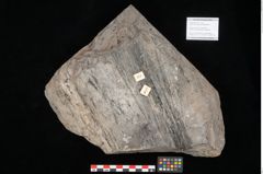 Foto (Objekt + Etikett) von Gleichinites austriacus Ettingshausen (NHMW-GEO-2024-0188-10528)